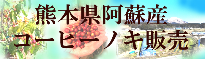熊本県産 コーヒーの木販売